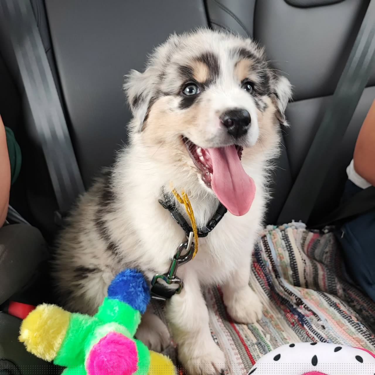 Reserved 1 - Australian Shepherd Puppy (photo 1 of 6)